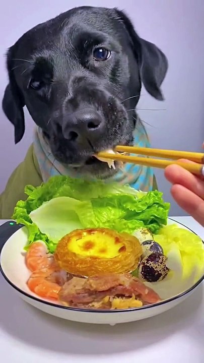 Dog Eating Sea Food | Hungary Dog | Animals Funny Reactions | Animals Funny Moments | Cute Pets #animal #pets #dog #doglover #cutepuppies #fun #love #cute #beautiful #funny