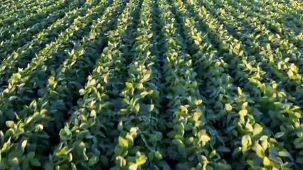 How to grow and harvest soyabean