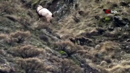Tunceli’de görüntülenen yaban tekeleri ihtişamıyla görenleri mest etti