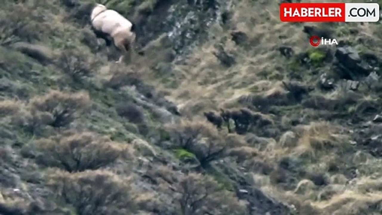 Nesli koruma altındaki yaban tekeleri böyle görüntülendi