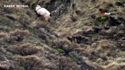 Yer Tunceli: Çiftleşmek için zirveden inen yaban tekelerini görüntüledi