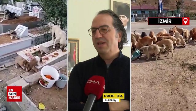 Prof. Dr. Alper Şener: 2040'da nüfusa eş değer sokak hayvanı olabilir
