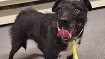 Dog missing for over SIX YEARS found alive and living in woods