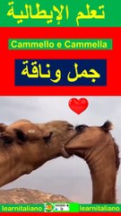Cammello e Cammella  جمل وناقة