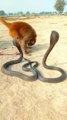 Monkey short video king cobra viral video shorts #kidsvideo #snakevide #kingcobra #viral #animals (720p)