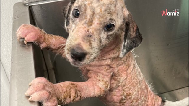 Un chiot arrive au refuge gravement malade : le vétérinaire insiste sur un point précis qui pourrait changer sa vie