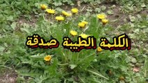 الكلمة الطيبة: قوة التغيير