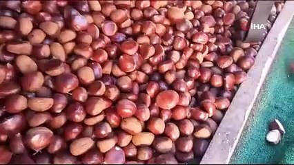 Bilecik'te sağlığı tehdit eden 1 ton 'Çin kestanesi' ele geçirildi