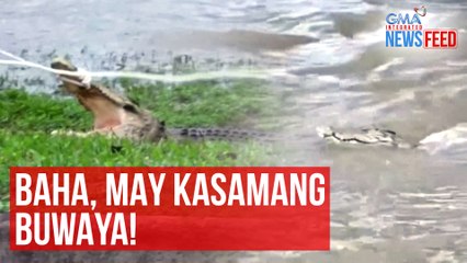 Baha, may kasamang buwaya! | GMA Integrated News