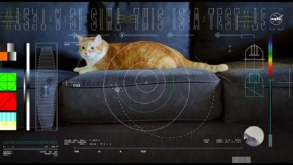 La Nasa invia un video con un gatto dallo spazio profondo