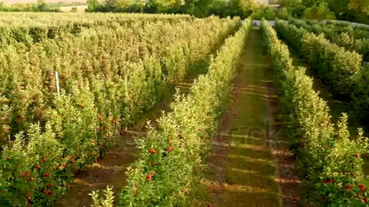 Beautiful Apple farm