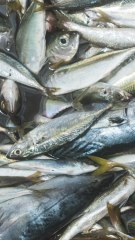 CAM - Pourquoi le poisson sent-il mauvais ?