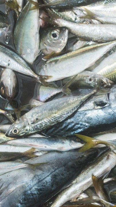 CAM - Pourquoi le poisson sent-il mauvais ?