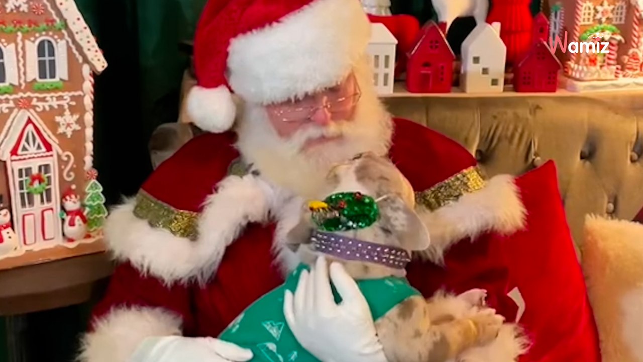 Un petit bouledogue de sauvetage rencontre le Père Noël pour lui demander une maison pour la vie