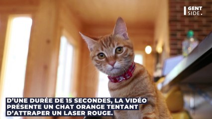 La NASA a reçu une vidéo de chat envoyée depuis l’Espace