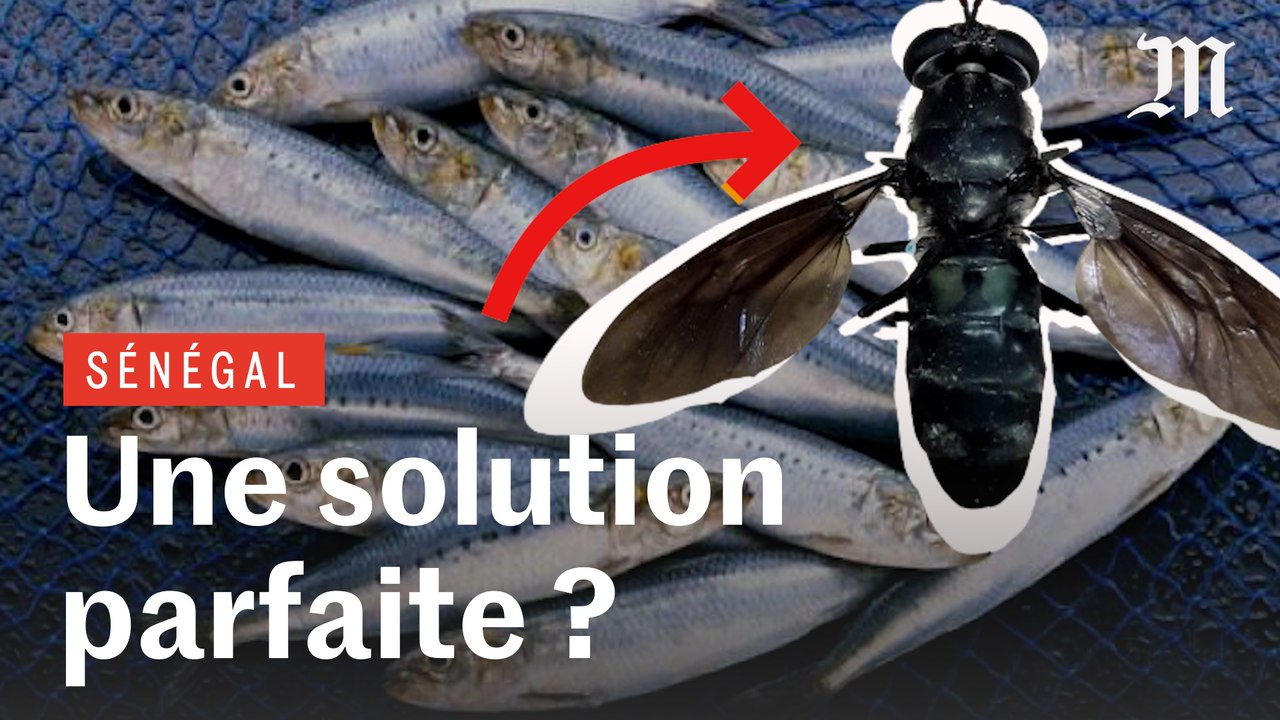 Comment des larves de mouche vont sauver les océans