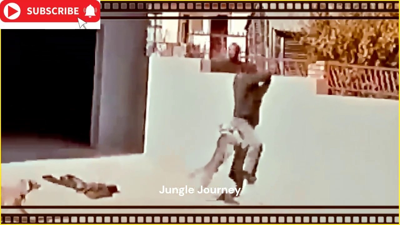 Thieves frustrated when faced with dogs video Dailymotion