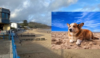 Saundersfoot is 'top dog' in list of best beaches for pooch owners
