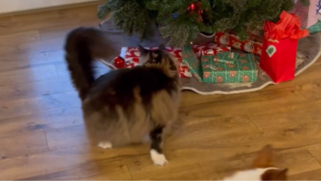 Mischievous Maine Coon meowrvelously chases his own tail after messy