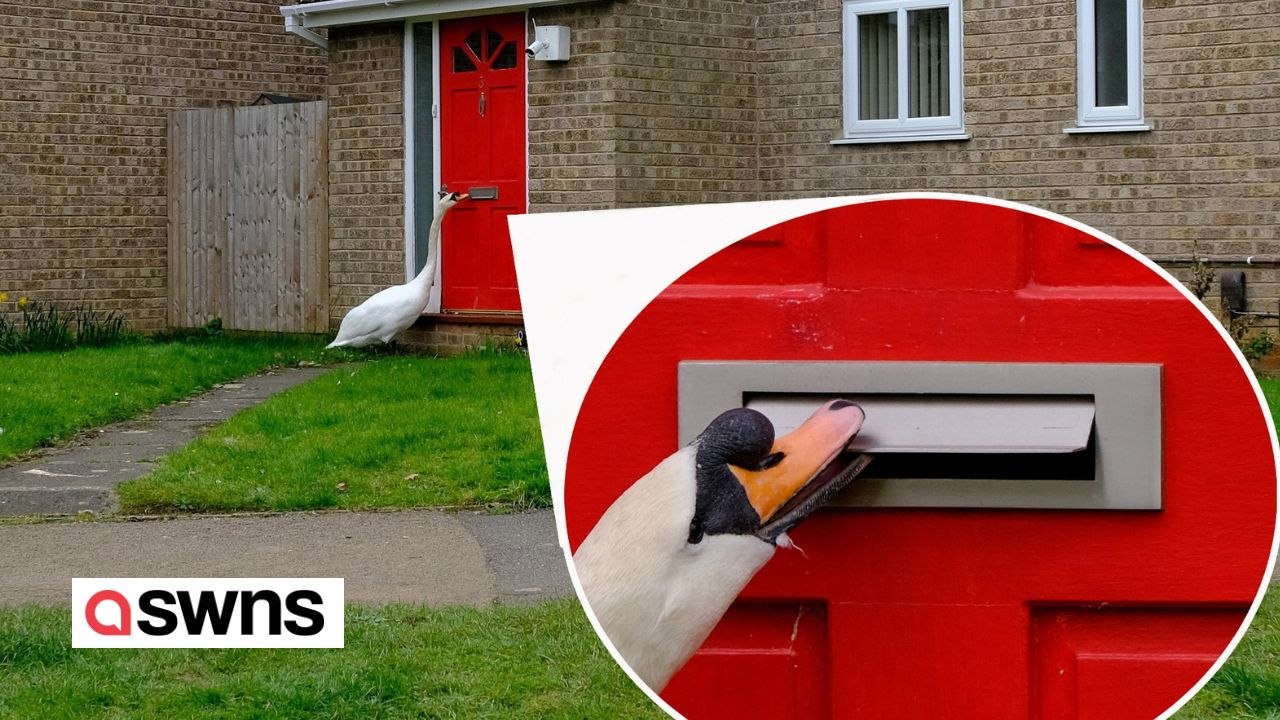 Lästiger Schwan klopft mit seinem Schnabel an die Haustüren der Bewohner