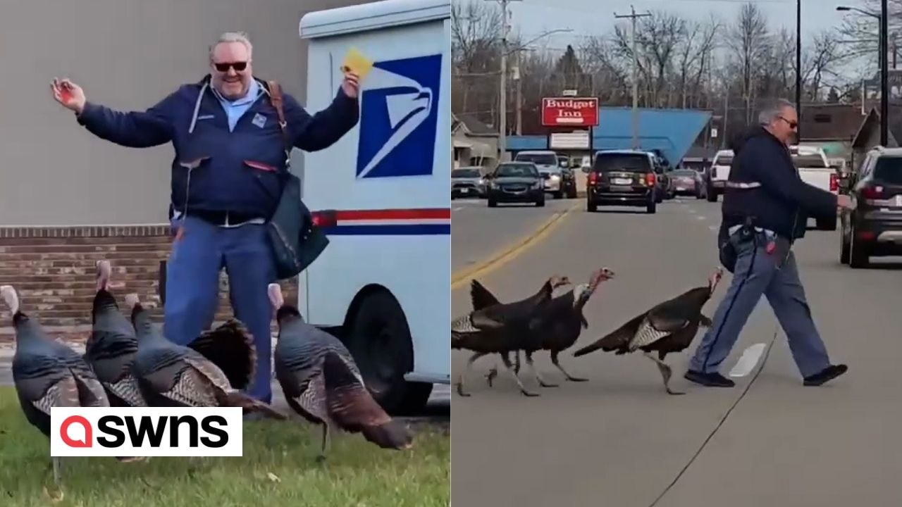 Lustiger Moment: Vier wilde Truthähne folgten einem Postboten auf seiner Runde