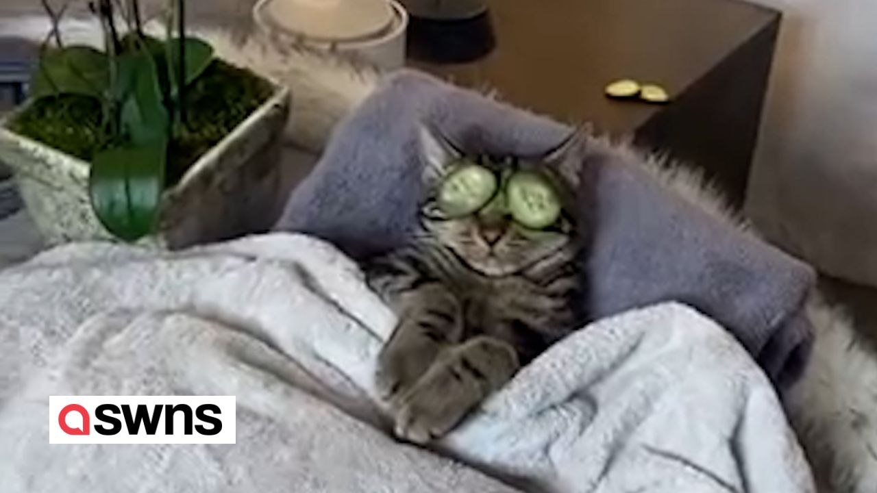 Freche Katze genießt einen Wellness-Tag