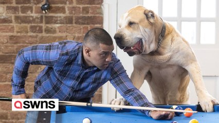 Hund ist so groß, dass die Leute ihn für ein Pony oder einen Löwen halten