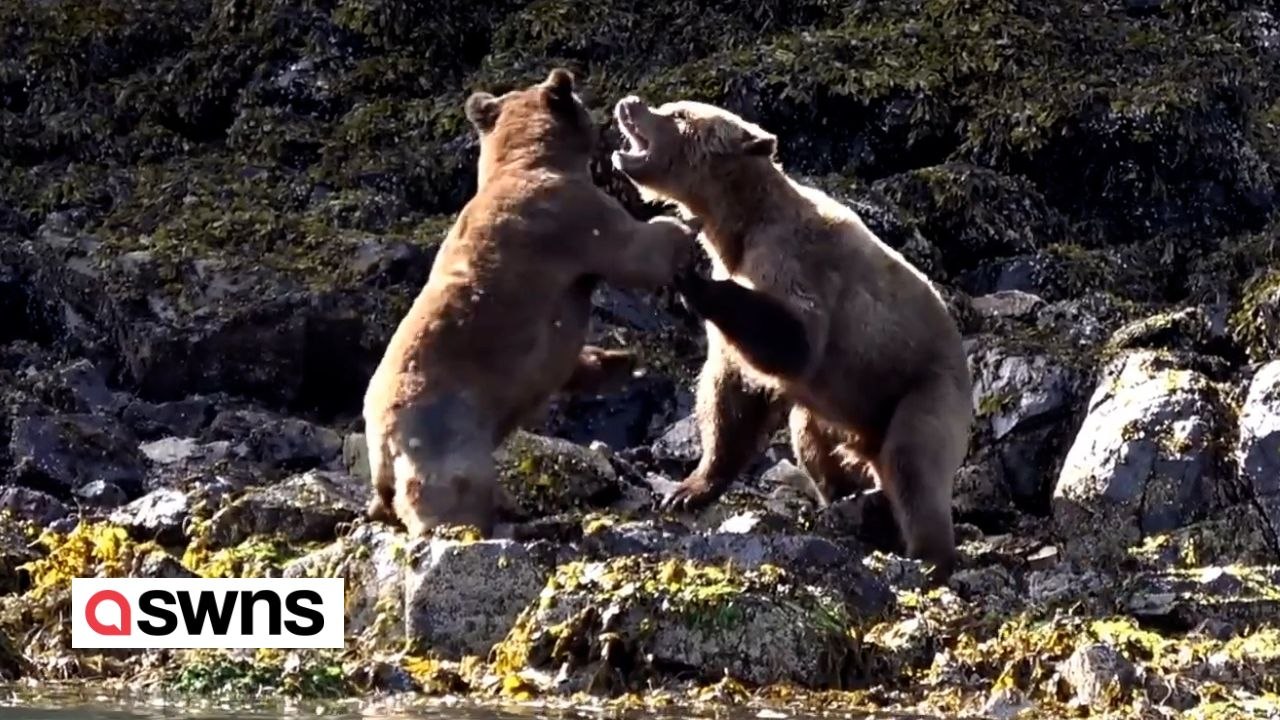 VIDEO: Bären kämpfen brutal um Paarungsrechte