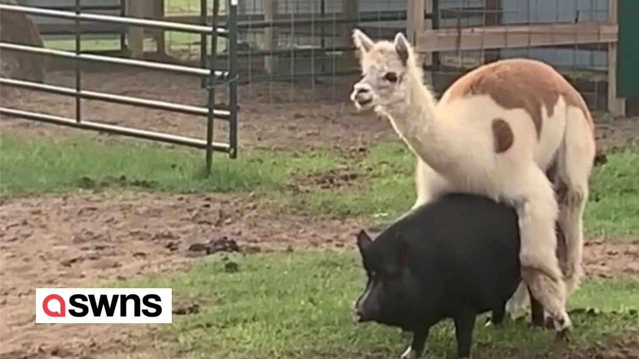 Alpaka wird von einem schwein huckepack genommen