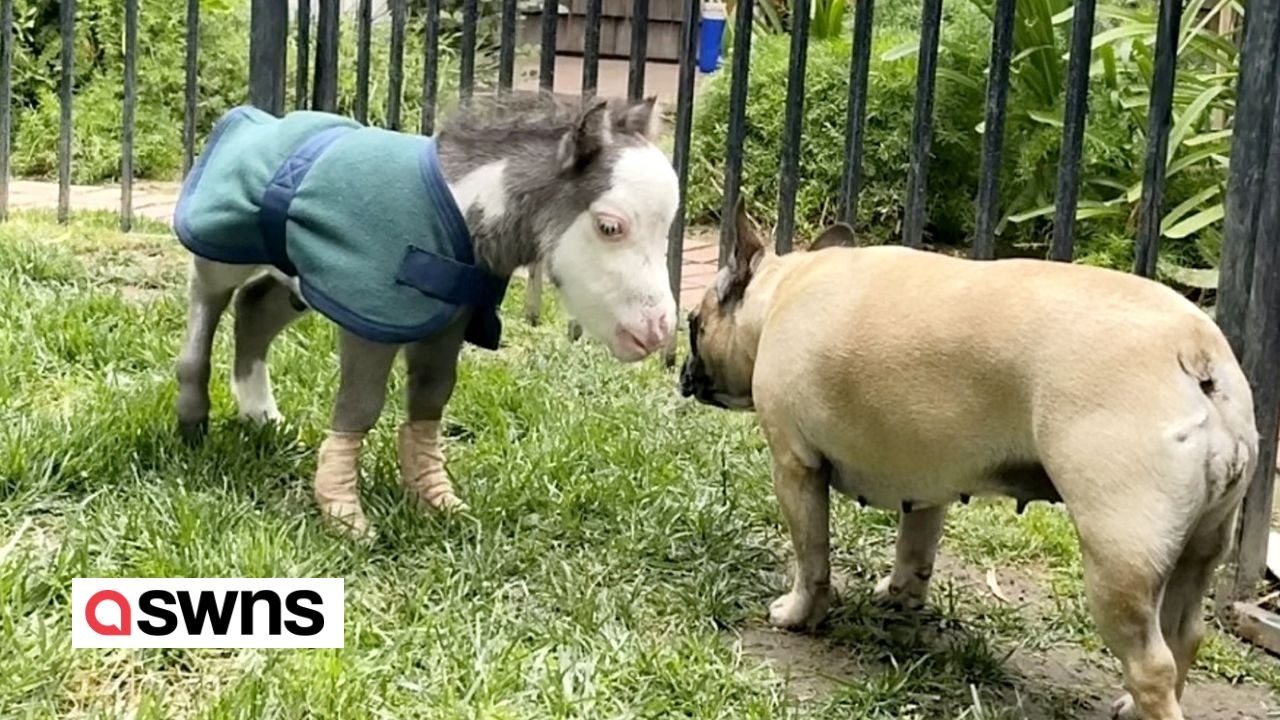 „kleinstes pferd der welt" lebt im haus und hat drei hundefreunde