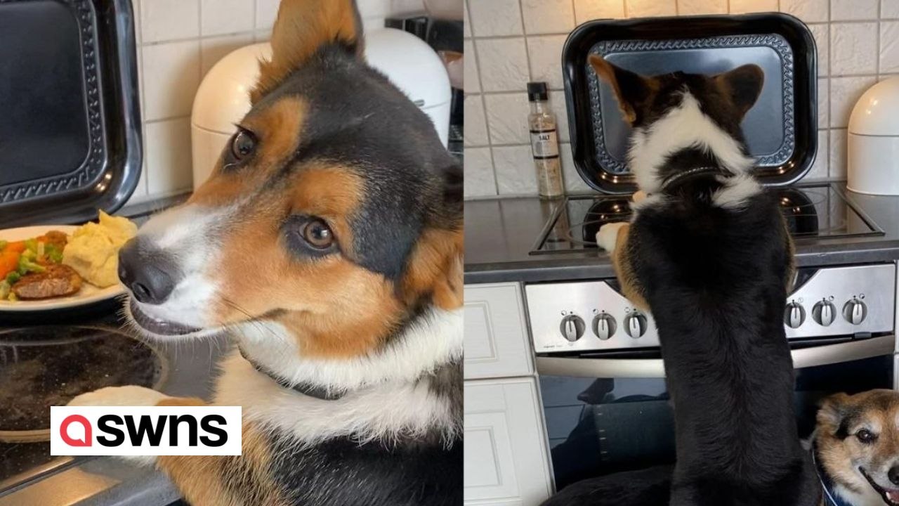 Ein trio von hunden tut sich zusammen, um das abendessen von der küchentheke zu stehlen