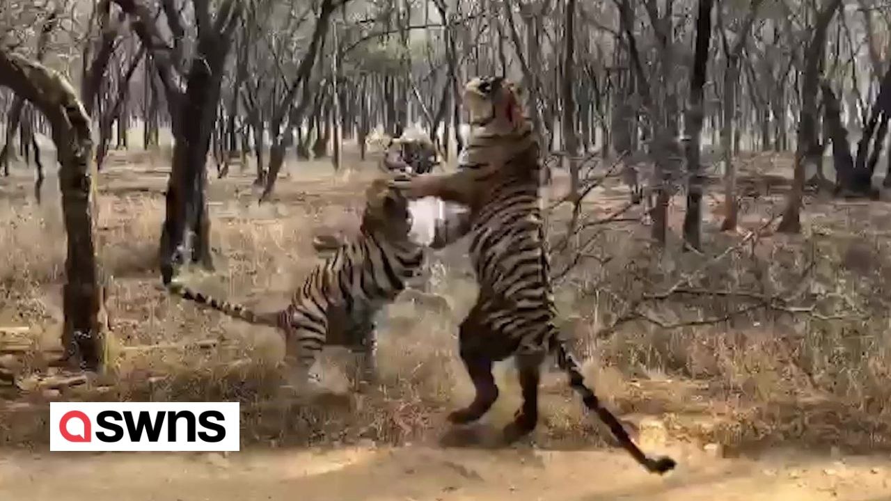 VIDEO: Zwei Tigerschwestern im erbitterten Kampf um ihr Revier