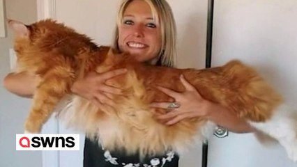 Die Riesenkatze hat die durchschnittliche Größe eines Neunjährigen