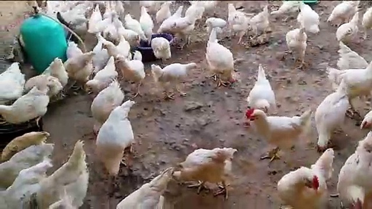 شاهد انواع نادرة من الدجاج. دجاج أبيض