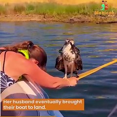 Girl Saves Osprey Bird