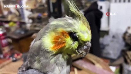 Ölen hayvanların içlerini doldurarak sanat eseri haline getiriyor: ''Hayvanları sevdiğim için başladım''