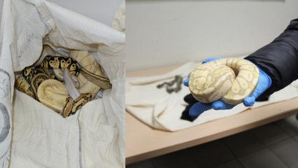 Türkiye'ye gelen yolcu treninde 33 piton ele geçirildi