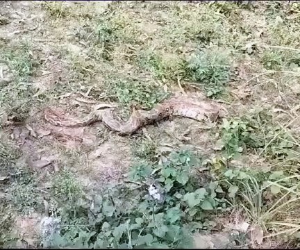 Video: खेत में निकला विशालकाय अजगर, दहशत में ग्रामीण