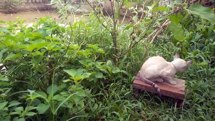 cute kitten sitting on chair acting so cute