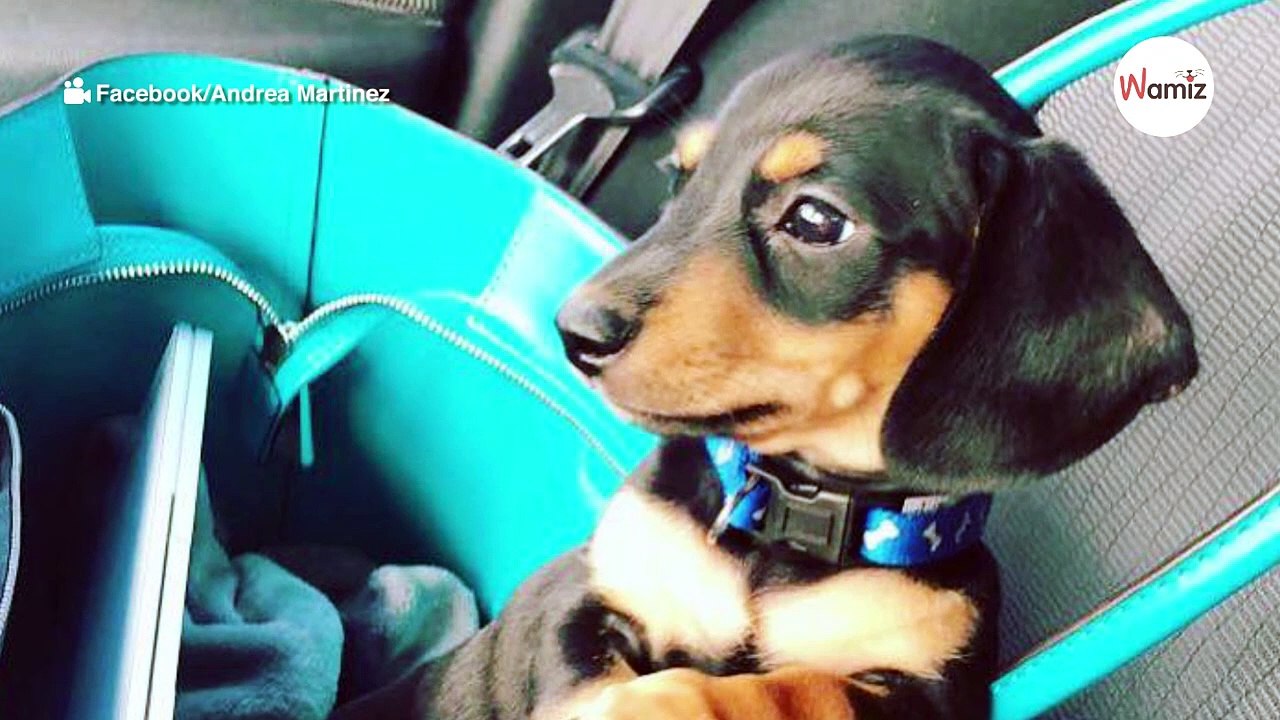 Dummes Missverständnis kostet unschuldigem Dackel das Leben