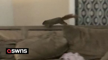 SANTA'S LITTLE HELPER - Squirrel falls down chimney and wreaks havoc