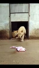 _Dinner time _animals _Lion(720P_HD)