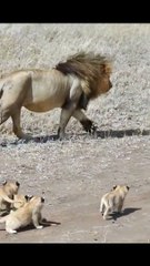 Cute lion cubs meet dad _shorts - cute baby lion _shorts(720P_HD)