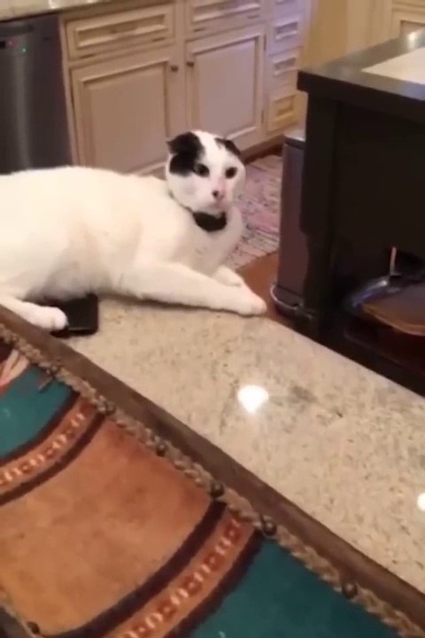 funny-cats-and-dogs-funny-animal-videos