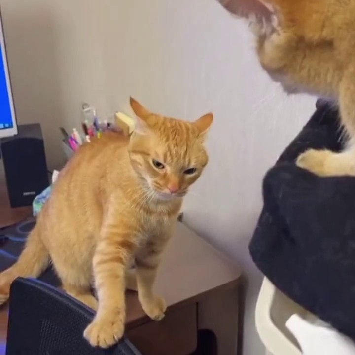 Hansa Mana Ha ! Cat Fighting