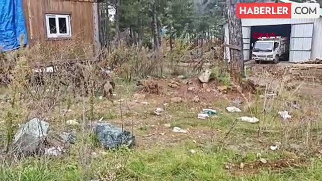 Amanos Dağları'ndaki Hayvanlar İçin Yem Bırakıldı