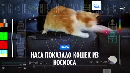 NASA показало кошек из космоса