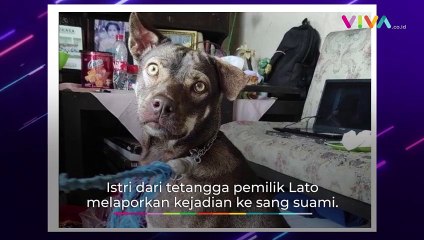 BRINGAS! Video Pria Bacok Anjing Tetangga hingga Tewas