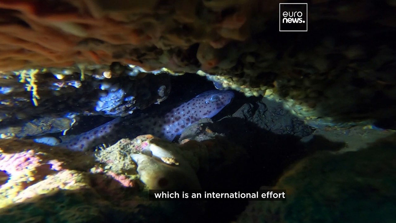 European sharks 'in danger and not dangerous,' warns marine expert