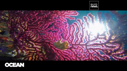 Pourquoi il est si essentiel de protéger les requins d'Europe